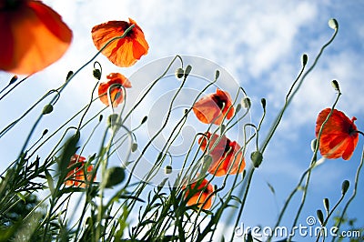 Beauty of meadow with wild red poppies and blue sky, blades of grass, sunbeams and contra light, under view, close up Stock Photo