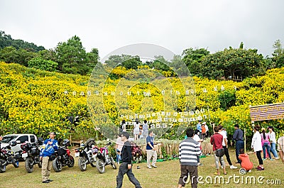 Beauty of Mexican sunflower festival at Doi Hua Mae Kam Editorial Stock Photo