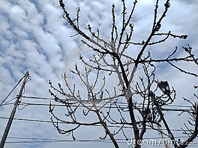 A beauty morning under a deciduous tree Stock Photo