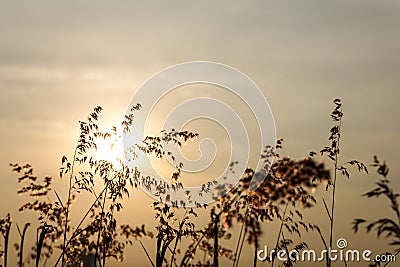 Beauty of natal grass Stock Photo