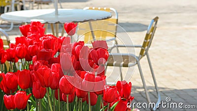 Beauty natural freshness red tulip flower decorating near resting zone. Stock Photo