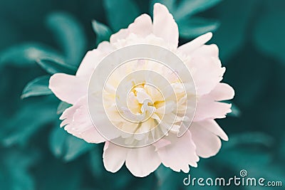 Beauty in nature. Beautiful light pink peony flower on green background. Pretty artistic organic floral natural theme backdrop. Stock Photo