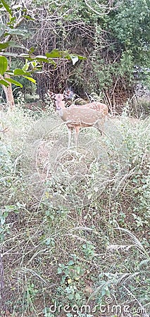 Beauty of nature and environment the deer Stock Photo