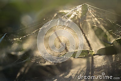 Scattered Spider web in the light Stock Photo