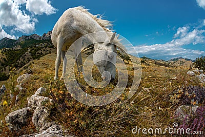 Beauty nature mountain landscape with white horse Stock Photo