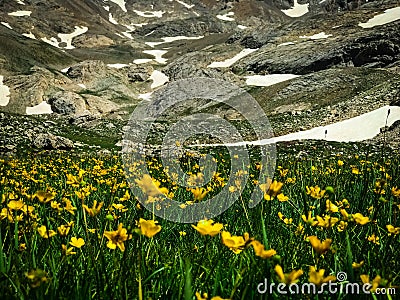 Beauty in nature. Yellow flowers and snowy mountain landscape from black lake. Bolkar Mountain and Taurus Mountain in Turkey Stock Photo