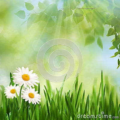 Beauty noon time on the summer meadow Stock Photo