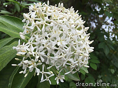 bunch of white asoca flowers Stock Photo