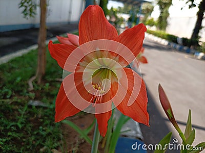 the beauty of ornamental plants flowers Amaryllis Tracheophyta Spermatophytina Angiospermae monocots Asparagales Amaryllidaceae Stock Photo