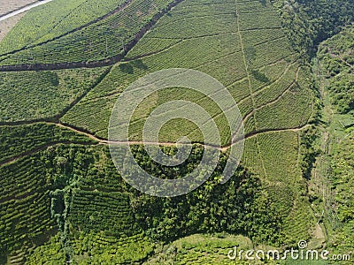 The beauty of the Panorama black tea plantation area Kaligua Paguyangan Brebes Indonesia Stock Photo