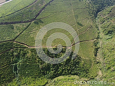 The beauty of the Panorama black tea plantation area Kaligua Paguyangan Brebes Indonesia Stock Photo