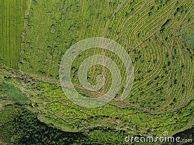 The beauty of the Panorama black tea plantation area Kaligua Paguyangan Brebes Indonesia Stock Photo