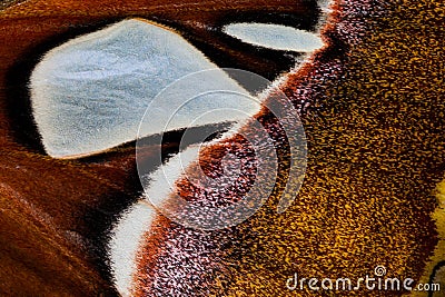 Beauty patterns of butterfly wings, Macro style Stock Photo