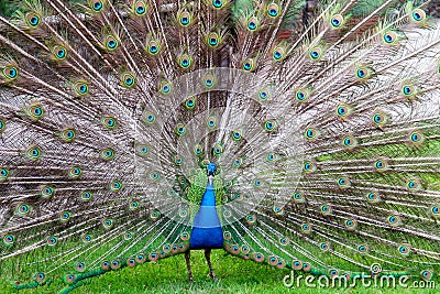 The beauty of a peacock Stock Photo