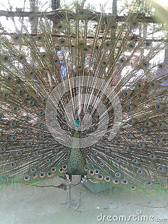 the beauty of peacocks Stock Photo