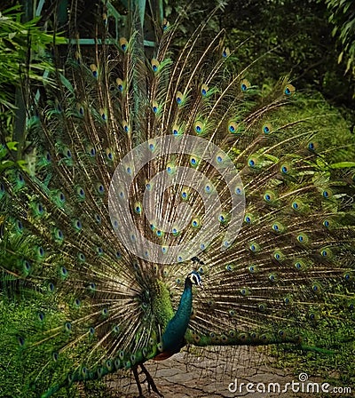 the beauty of peacocks Stock Photo