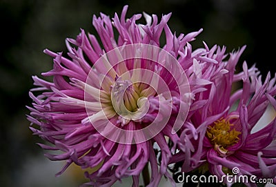 Beauty pink natural dahlia at garden Stock Photo