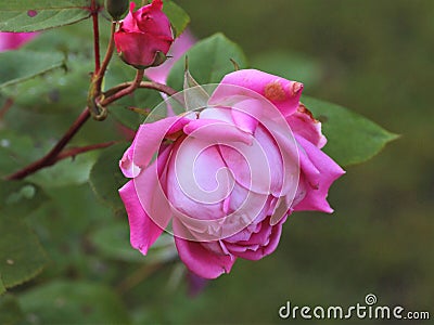 The beauty of the pink Rose Stock Photo