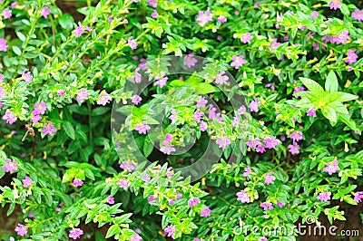 Beauty purple flower with green leaf for background Stock Photo