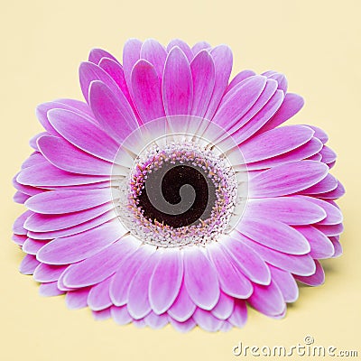 Beauty purple flower on umber background Stock Photo