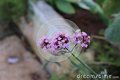 Beauty of purple verbena flowers. Blur background, selectable focus. Stock Photo