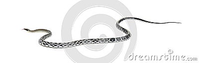 beauty rat snake, Elaphe taeniura, isolated on white Stock Photo