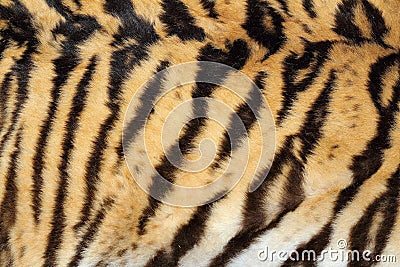 Beauty of real tiger fur Stock Photo