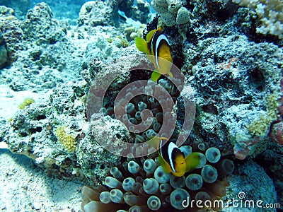 The beauty of the red sea - beautiful bright fish, coral, turquoise water Stock Photo
