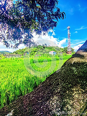 the beauty of rice fields in country 1001 temple bali indonesia Editorial Stock Photo