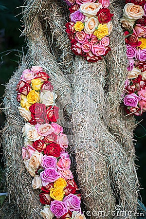 Beauty of roses Stock Photo