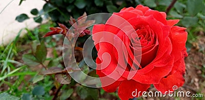 Beauty roses in color Stock Photo