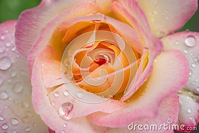 A beauty of roses flower bloomming in the season Stock Photo