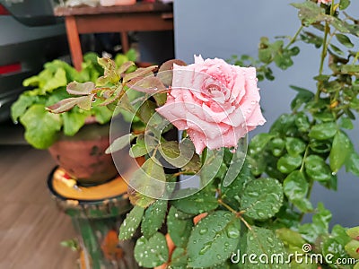 The beauty of roses after a heavy rain Stock Photo