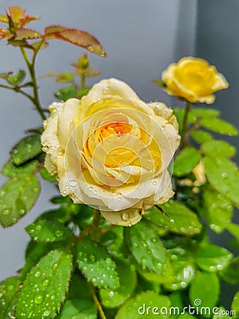 The beauty of roses after rain Stock Photo