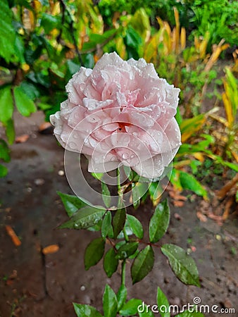 The beauty of roses when it rains give a positive aura Stock Photo