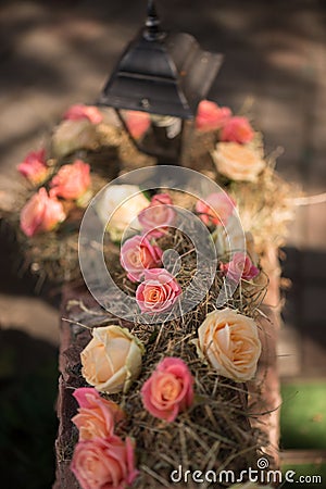 Beauty of roses Stock Photo