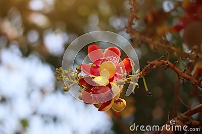 Beauty of Sala flora or Jeolla Robusta on the tree selectable focus Stock Photo