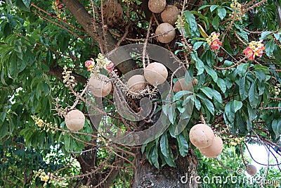 Beauty of Sala flora or Jeolla Robusta on the tree Stock Photo