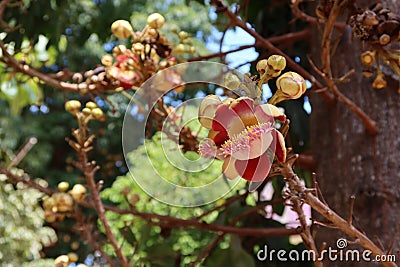 Beauty of Sala flora or Jeolla Robusta on the tree Stock Photo