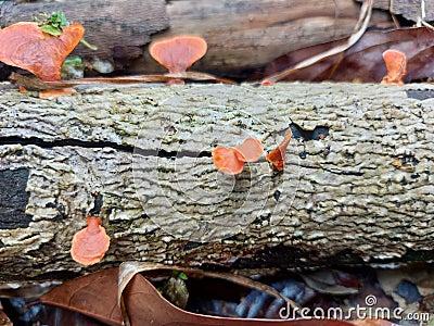 The beauty of saprobic mushrooms clinging to wood. Stock Photo