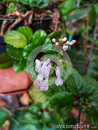 Swedish Ivy Begonia Plant (Plentranthus Verticillatus) Stock Photo