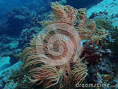 The beauty of underwater world in Sabah, Borneo. Stock Photo