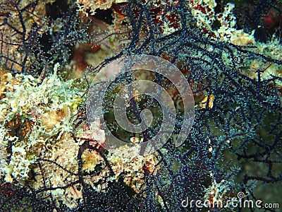 The beauty of underwater world in Sabah, Borneo. Stock Photo