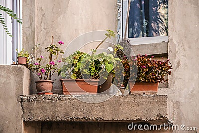 Beauty where you can find it - plants in pots on a ledge on a concrete building with shabby windows around them Stock Photo