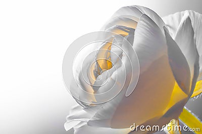 Beauty white flower on a white background. Eustoma, Lisianthus Stock Photo