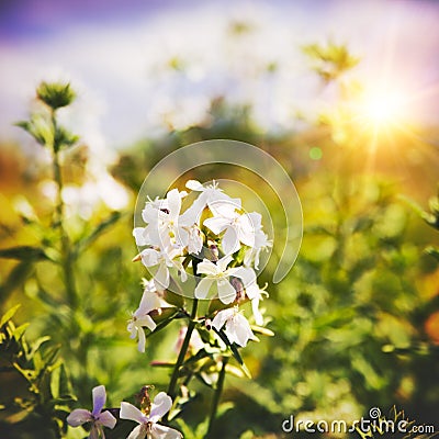 Beauty wild flower on the meadow Stock Photo