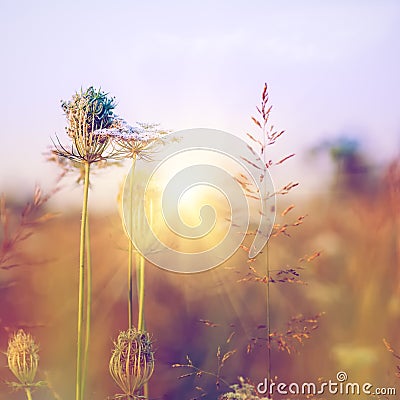 Beauty wild flowers on the meadow Stock Photo
