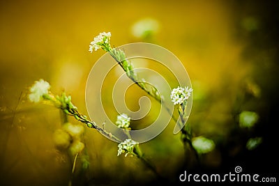 The beauty of wild white field flowers blossoming on a sunny summer day. The vibrant colors of nature and blooming Stock Photo