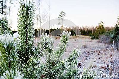 Beauty of the winter colors. Otanki, Latvia Stock Photo