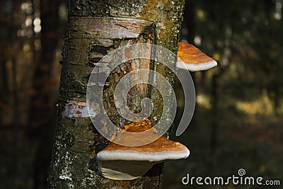 The beauty of the woods. Stump. Mushrooms Stock Photo